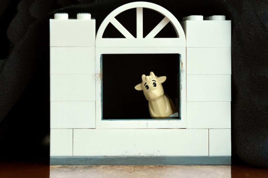 Cow in stable by dkbarnett