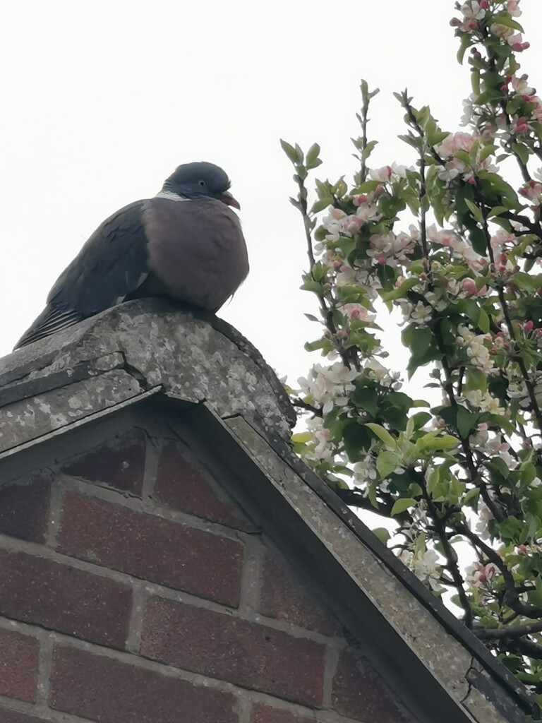 Posing Pigeon  by plainjaneandnononsense
