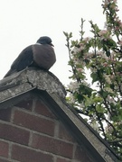 27th Apr 2024 - Posing Pigeon 