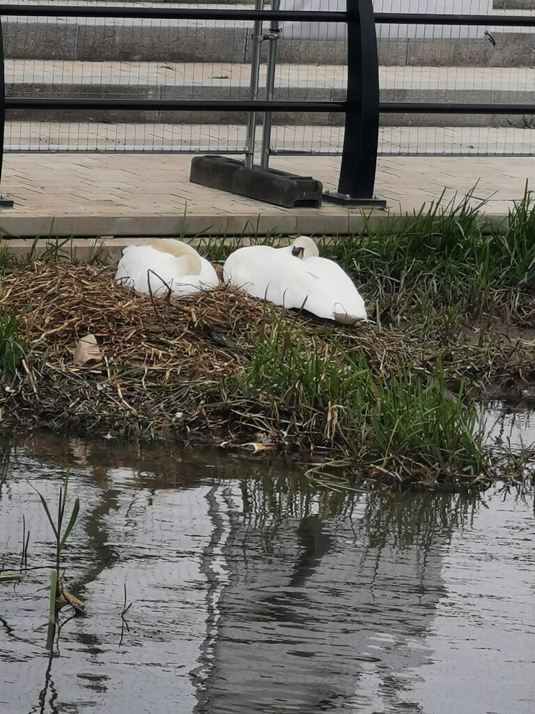 Swans on nest by plainjaneandnononsense