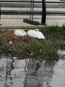 24th Apr 2024 - Swans on nest