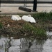 Swans on nest