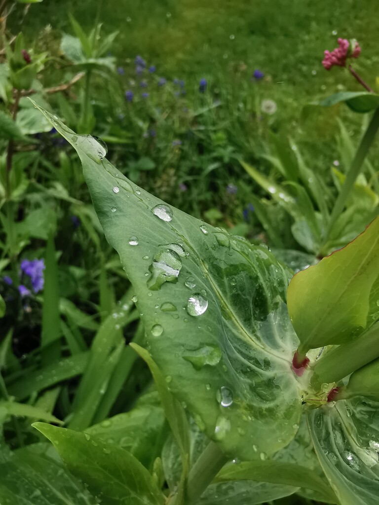 Raindrops on leaf by plainjaneandnononsense