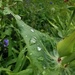 Raindrops on leaf by plainjaneandnononsense
