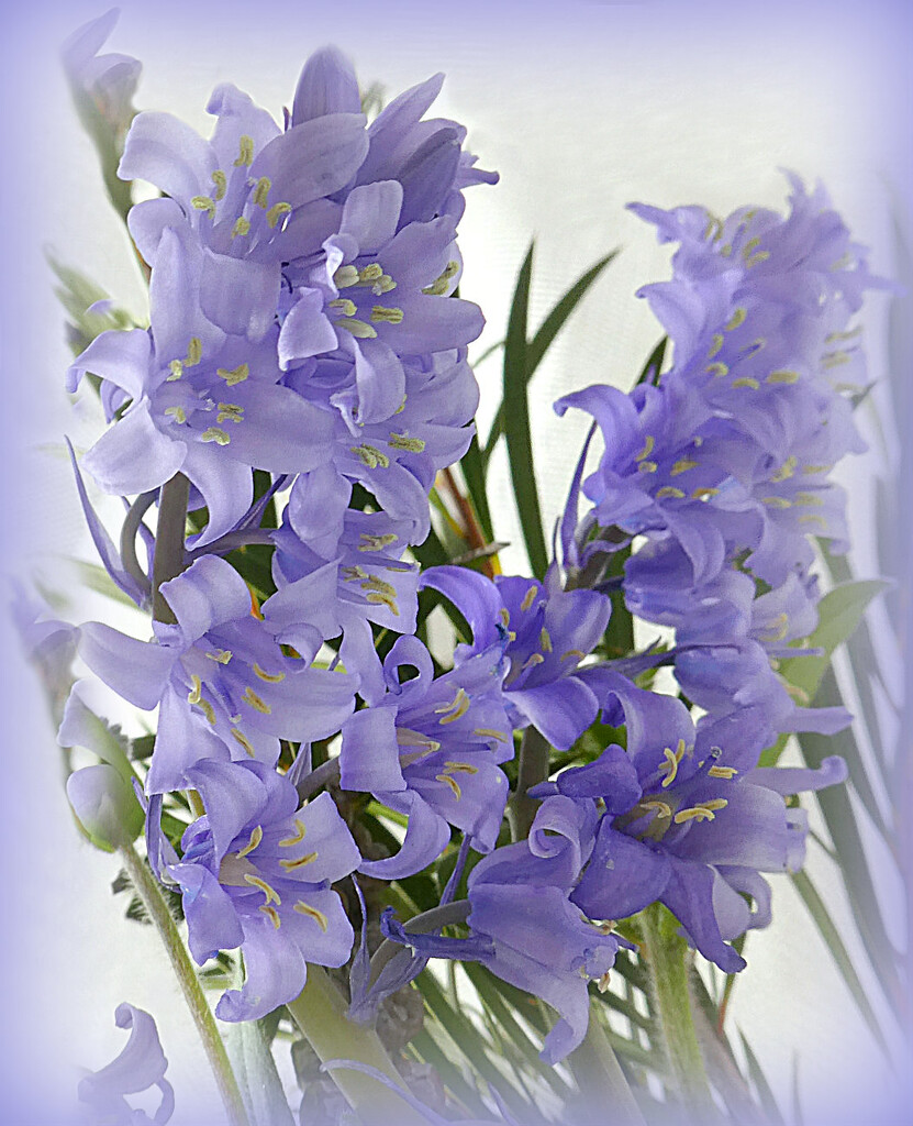 Spring Bluebells.   by wendyfrost