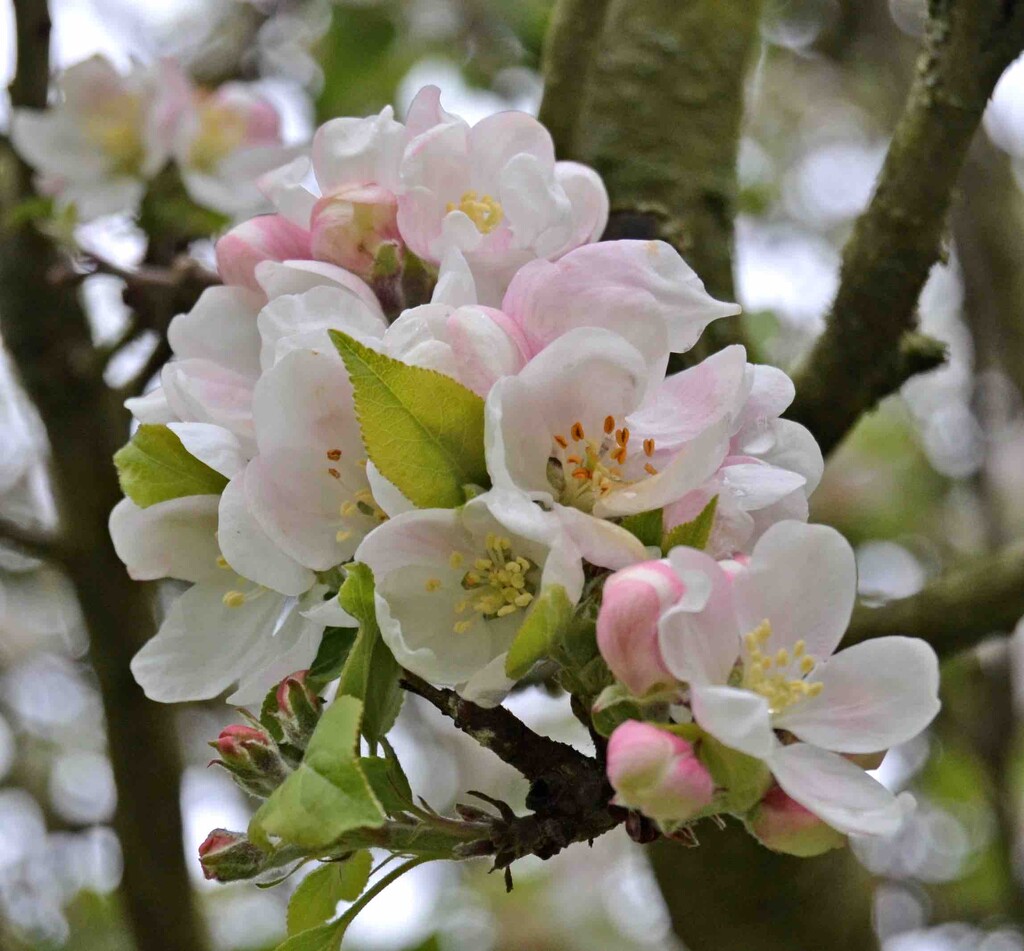 Apple Blossom by arkensiel