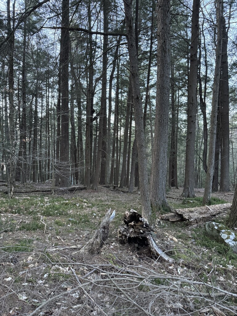 Poconos Woods by blackmutts