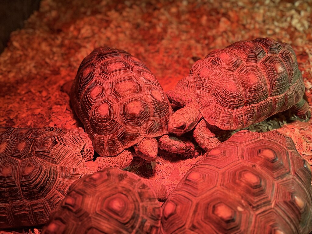 Tortoises under heat lamp by blackmutts