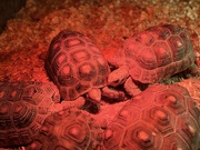 27th Apr 2024 - Tortoises under heat lamp