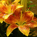 Lilies by seattlite
