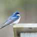 Resting Tree Swallow by mccarth1