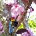 Getting the Cherry Blossom  by 30pics4jackiesdiamond