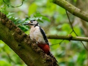 27th Apr 2024 - Great Spotted Woodpecker