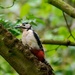 Great Spotted Woodpecker by padlock