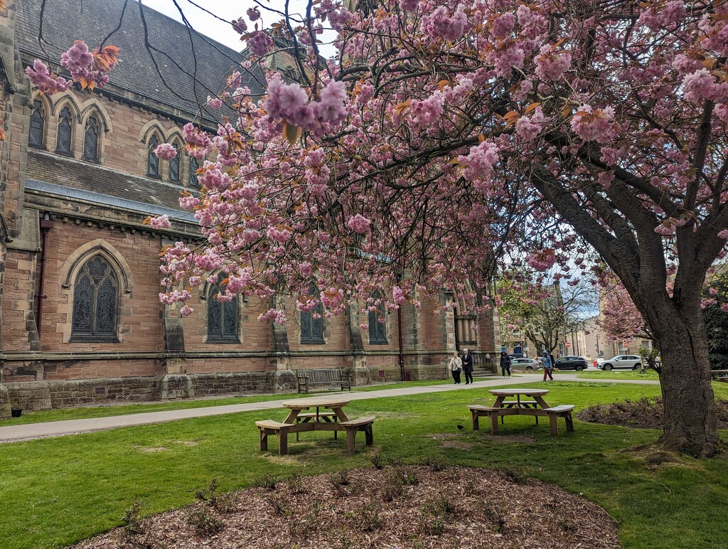 Cherry blossom avenue at the cathedral  by sarah19