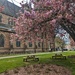 Cherry blossom avenue at the cathedral 