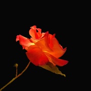 28th Apr 2024 - Glowing Rose