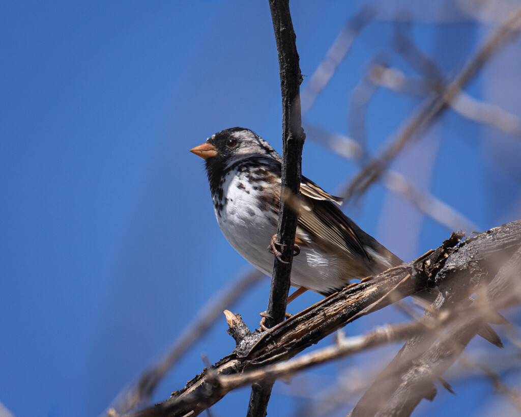Harris's sparrow by aecasey