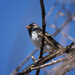 Harris's sparrow by aecasey