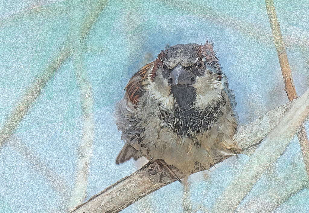 Angry Bird by gardencat