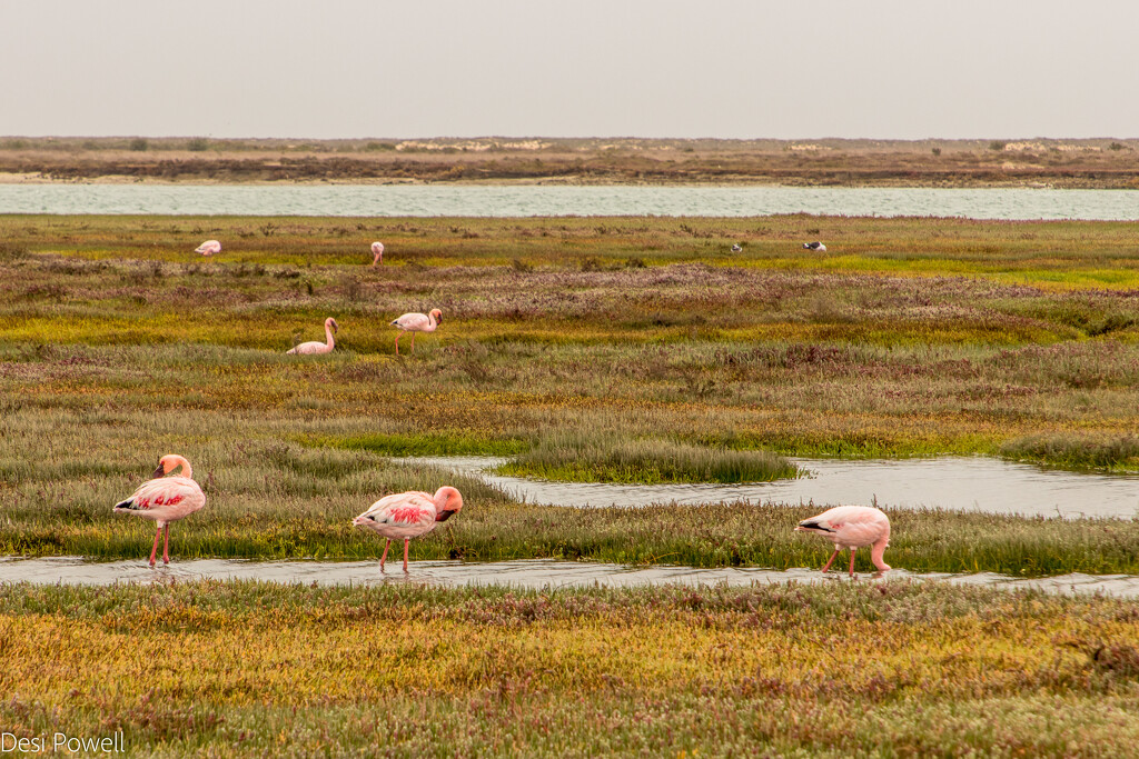 Flamingos in the wetlands by seacreature