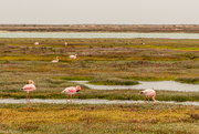 28th Apr 2024 - Flamingos in the wetlands