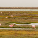 Flamingos in the wetlands