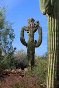 27th Apr 2024 - crested saguaro