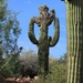 crested saguaro