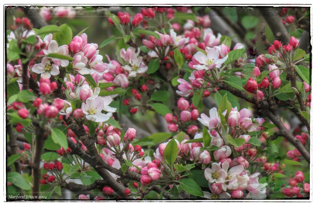 Apple blossom  by craftymeg
