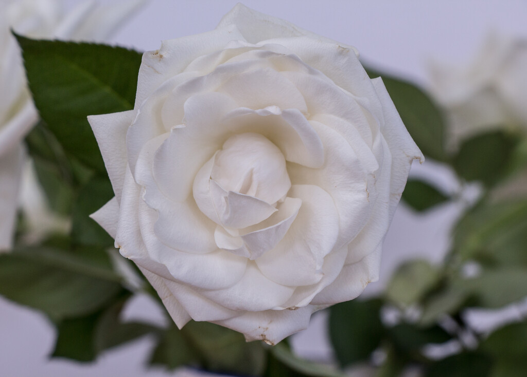 White rose  by busylady