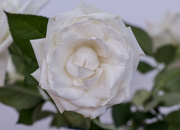 27th Apr 2024 - White rose 