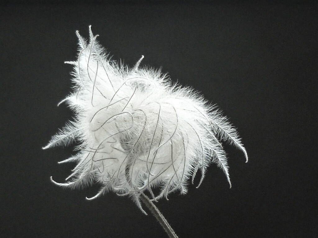 Seed Head  by countrylassie