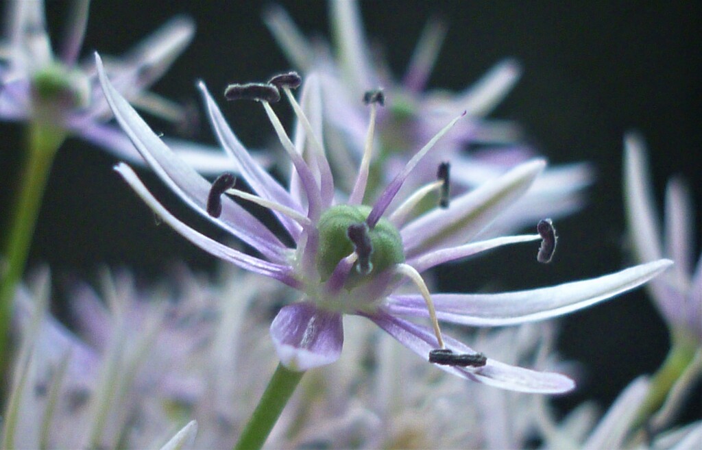 Allium  by countrylassie