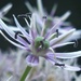 Allium  by countrylassie