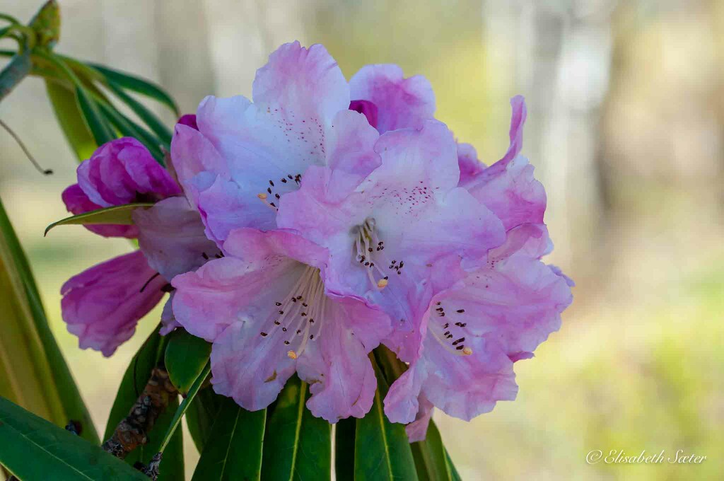 Rhododendron by elisasaeter