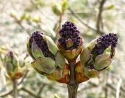 27th Apr 2024 - Lilac Buds