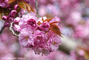 28th Apr 2024 - Cherry Blossom Time