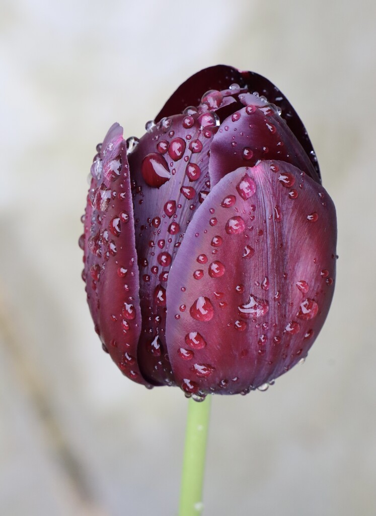 Burgundy Tulip by jeremyccc