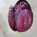 Burgundy Tulip by jeremyccc