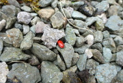 28th Apr 2024 - lily beetle