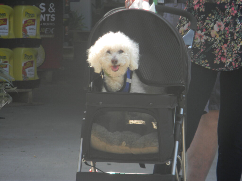 Dog in Stroller at Lowe's  by sfeldphotos