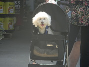 28th Apr 2024 - Dog in Stroller at Lowe's 