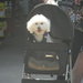 Dog in Stroller at Lowe's 