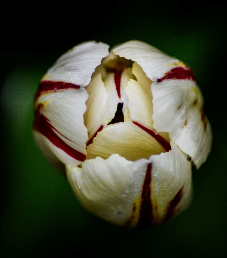 Tulip by darchibald