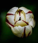 28th Apr 2024 - Tulip