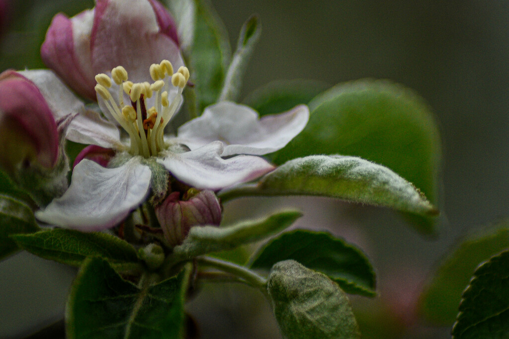 Apple Blossom-2 by darchibald