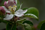 28th Apr 2024 - Apple Blossom-2