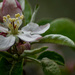 Apple Blossom-2