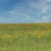 Field of Flowers by judyc57